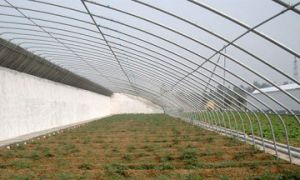 蔬菜溫室大棚的建造需要滿(mǎn)足什么樣的條件